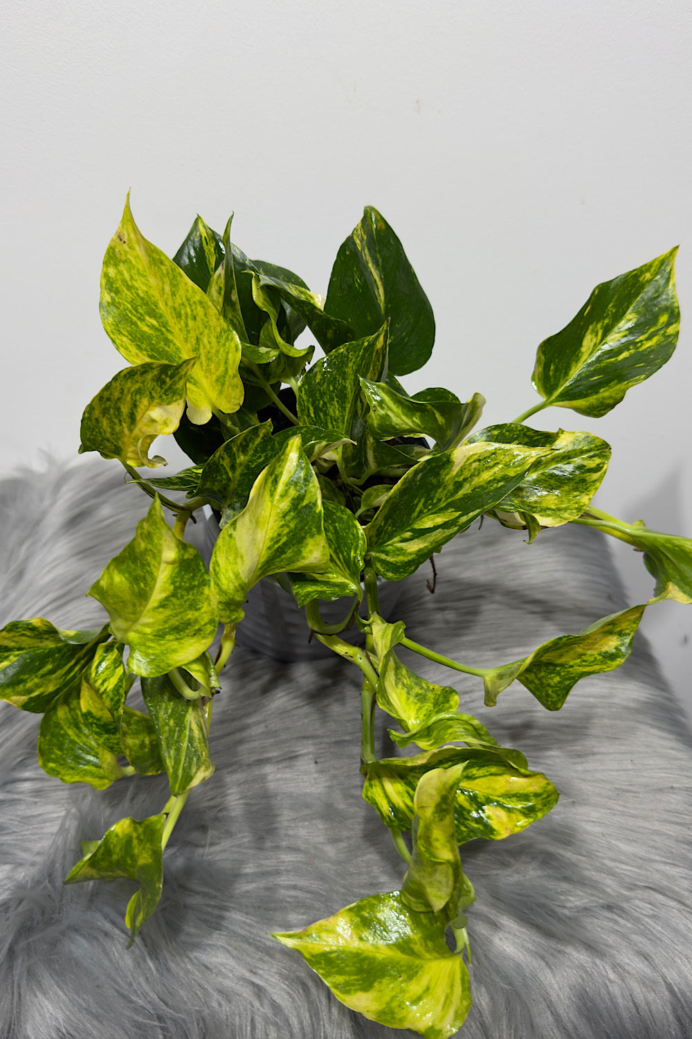 Epipremnum N’Joy Gold