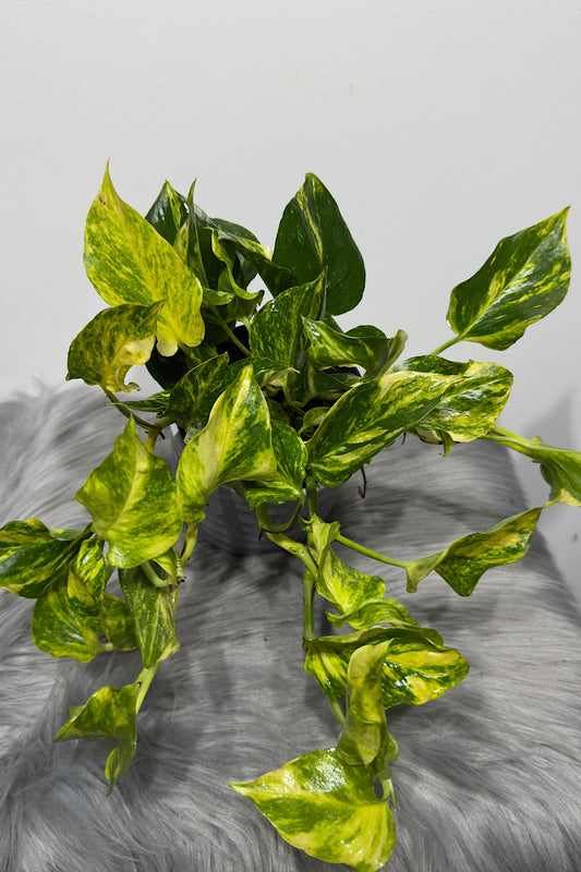 Epipremnum N’Joy Gold