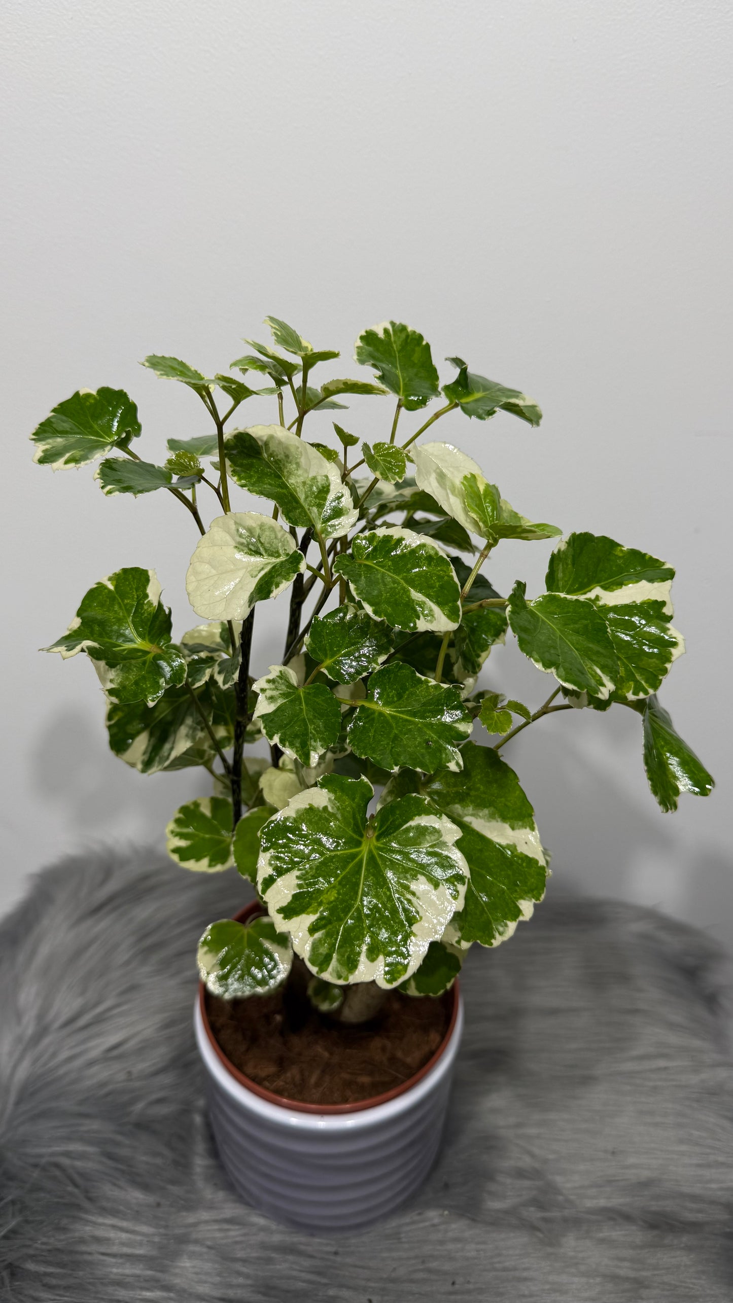 Polyscias 2