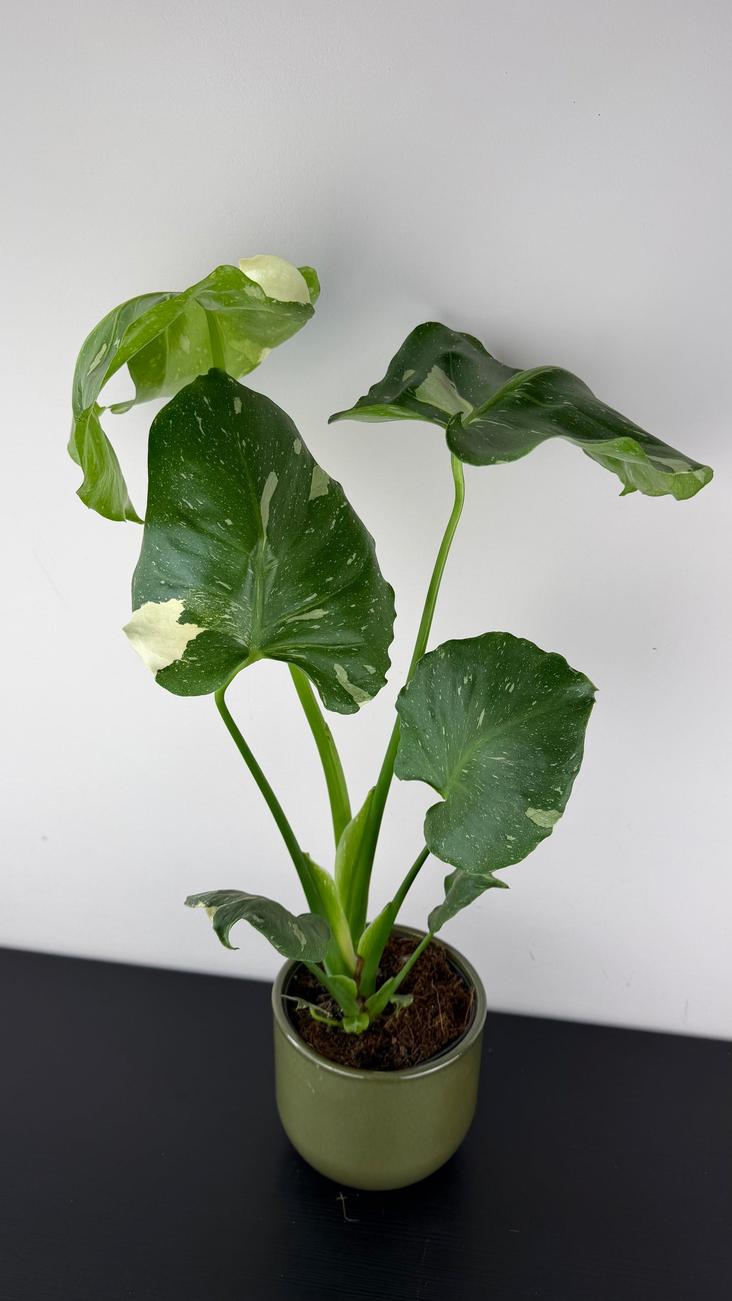 Monstera Thai Constellation