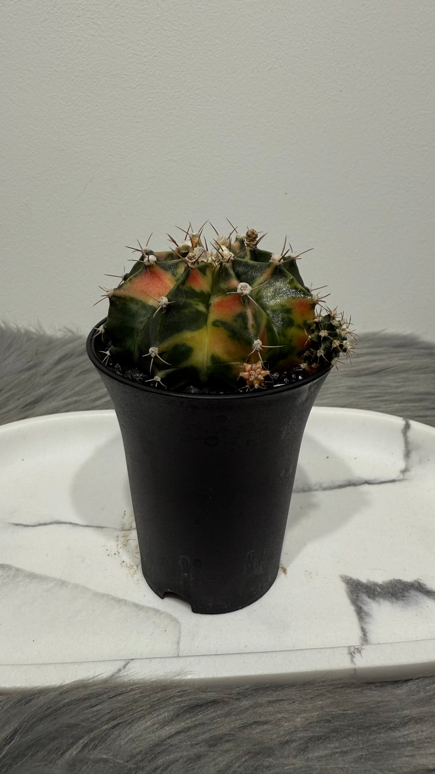 Gymnocalycium mihanovichii variegata