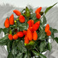 Capsicum Orange