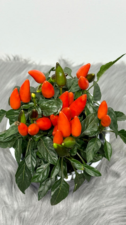Capsicum Orange