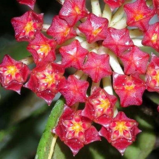 Hoya Rundumensis Splash