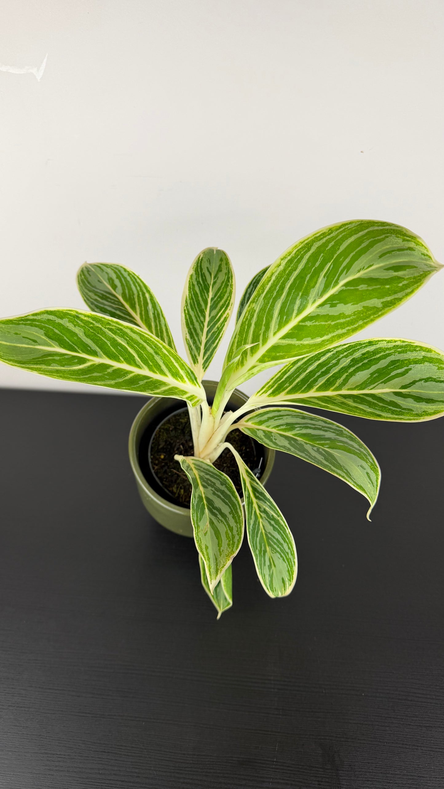 Aglaonema 1