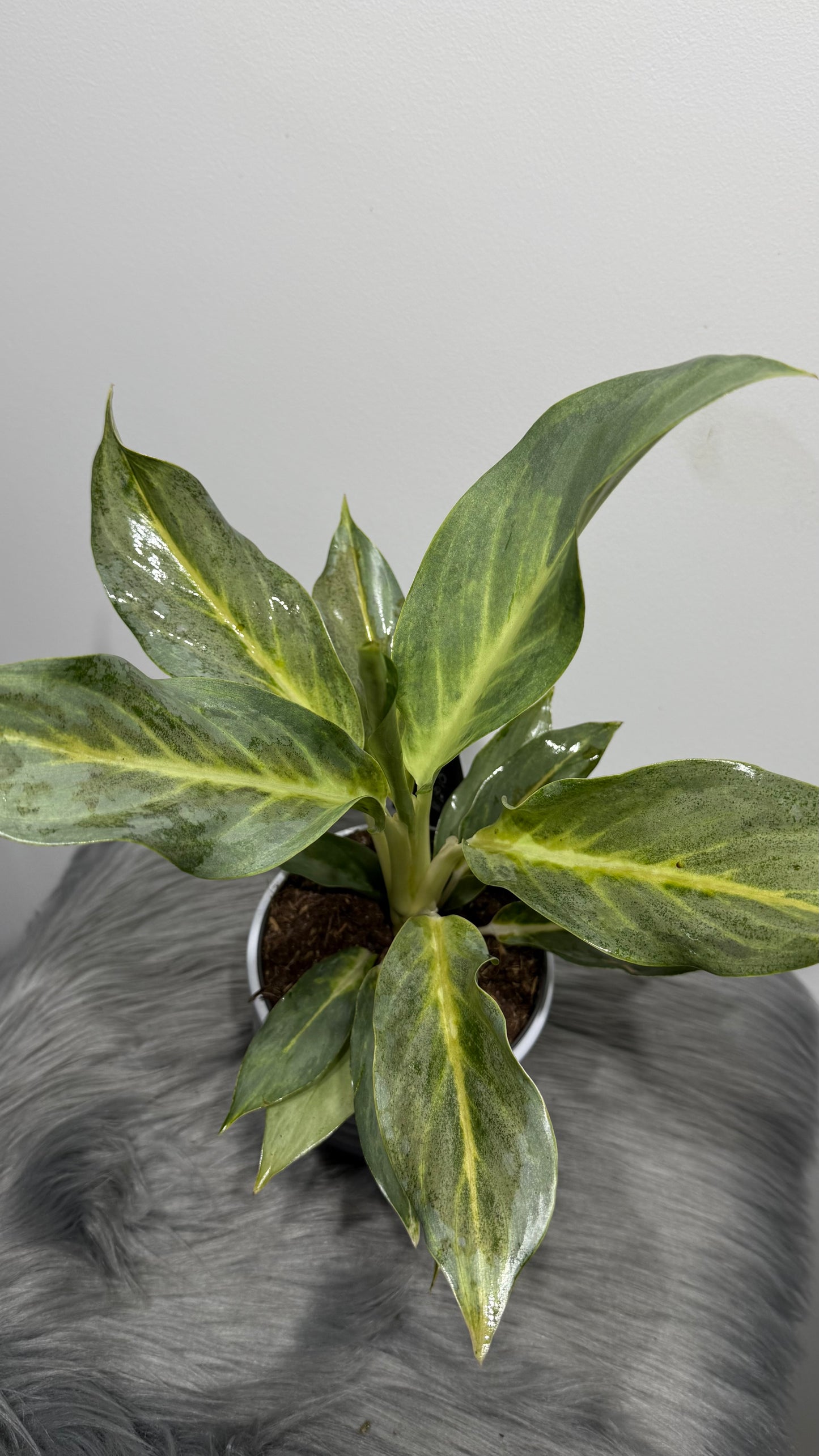 Aglaonema 3