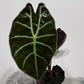 Alocasia 2