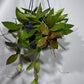 Hoya gracilis