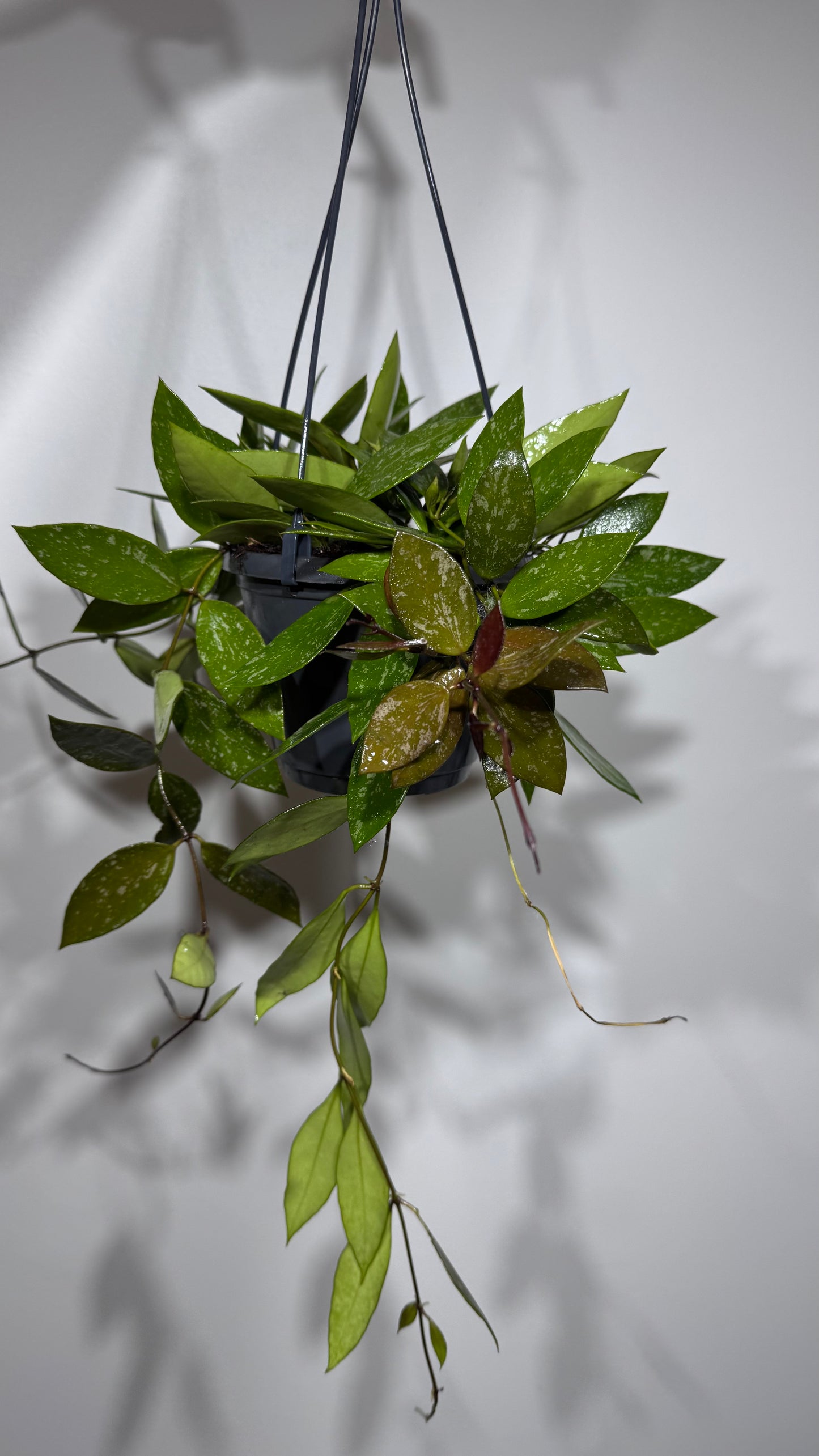 Hoya gracilis