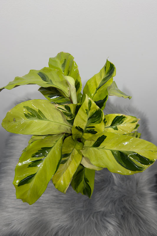 Calathea 8 - www.augi-plants.lv