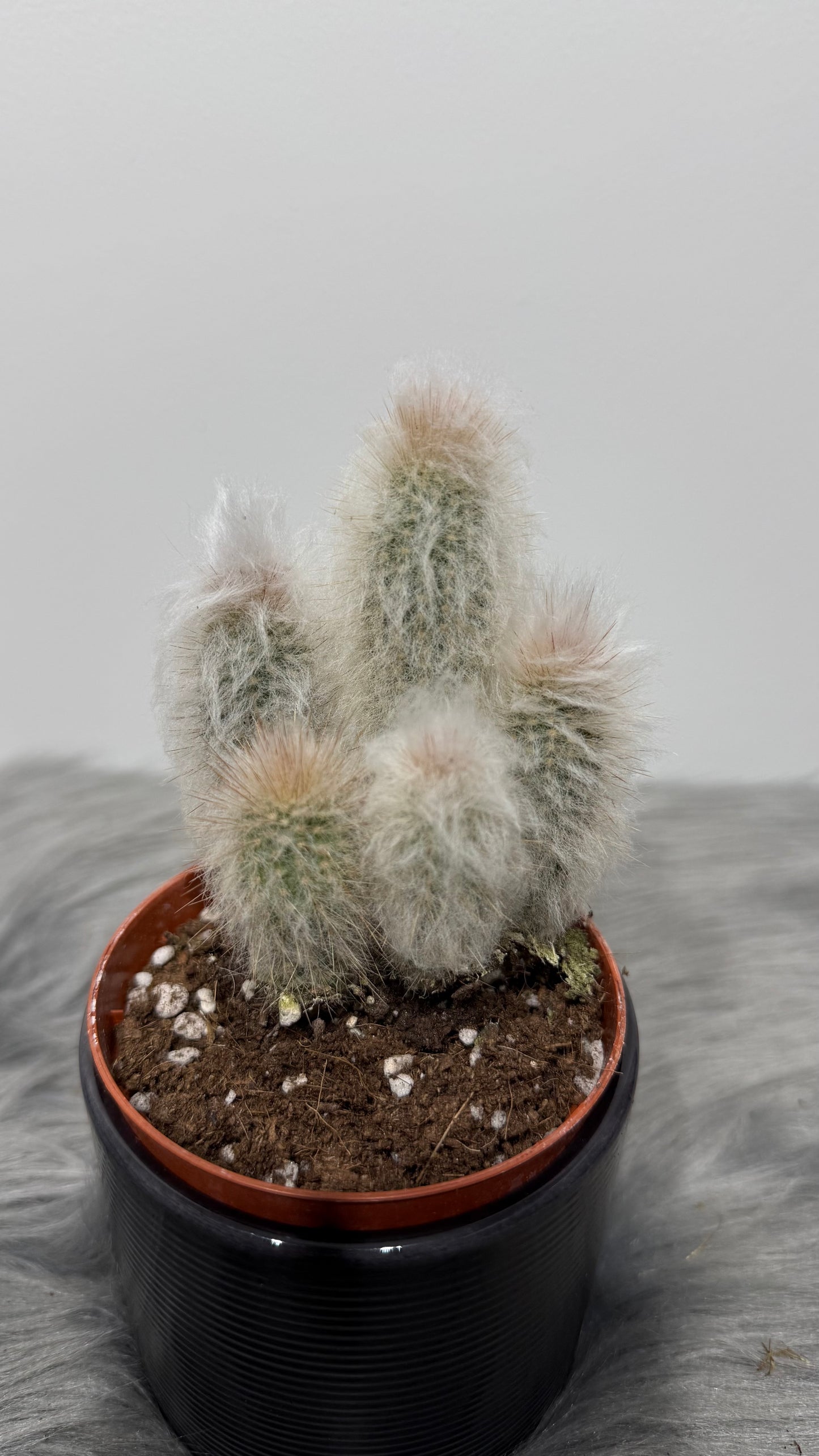 Cleistocactus Strausii
