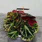 Begonia Gironella