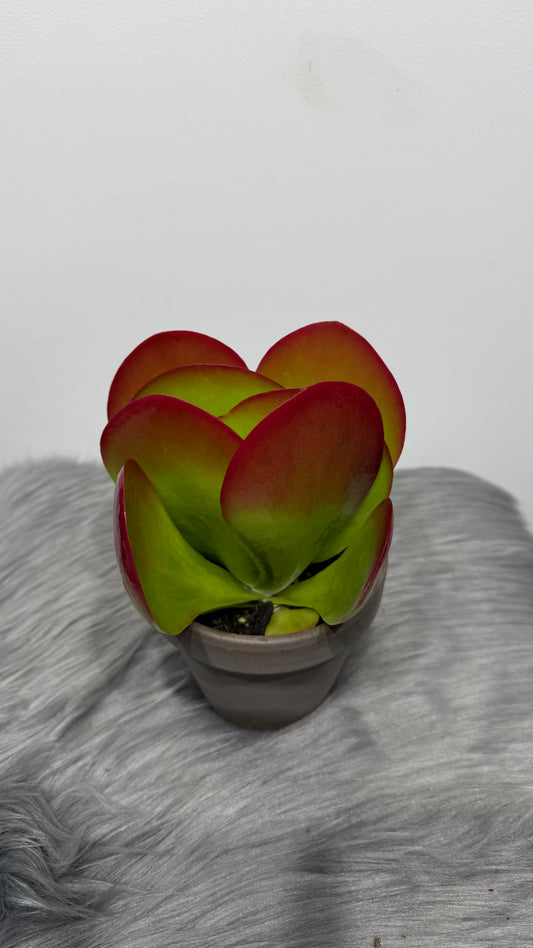 Kalanchoe Thyrsiflora