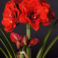 Amaryllis Cherry Nymph