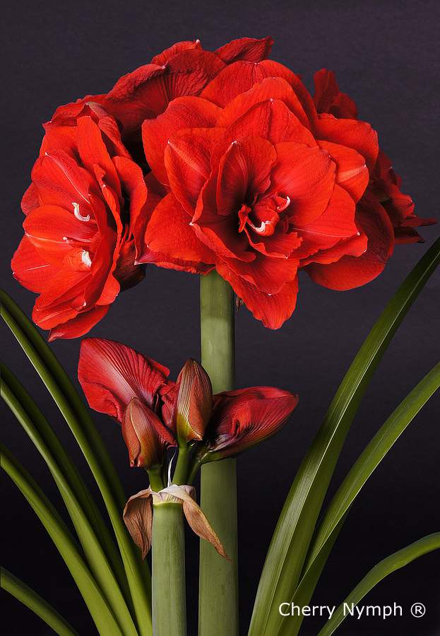 Amaryllis Cherry Nymph