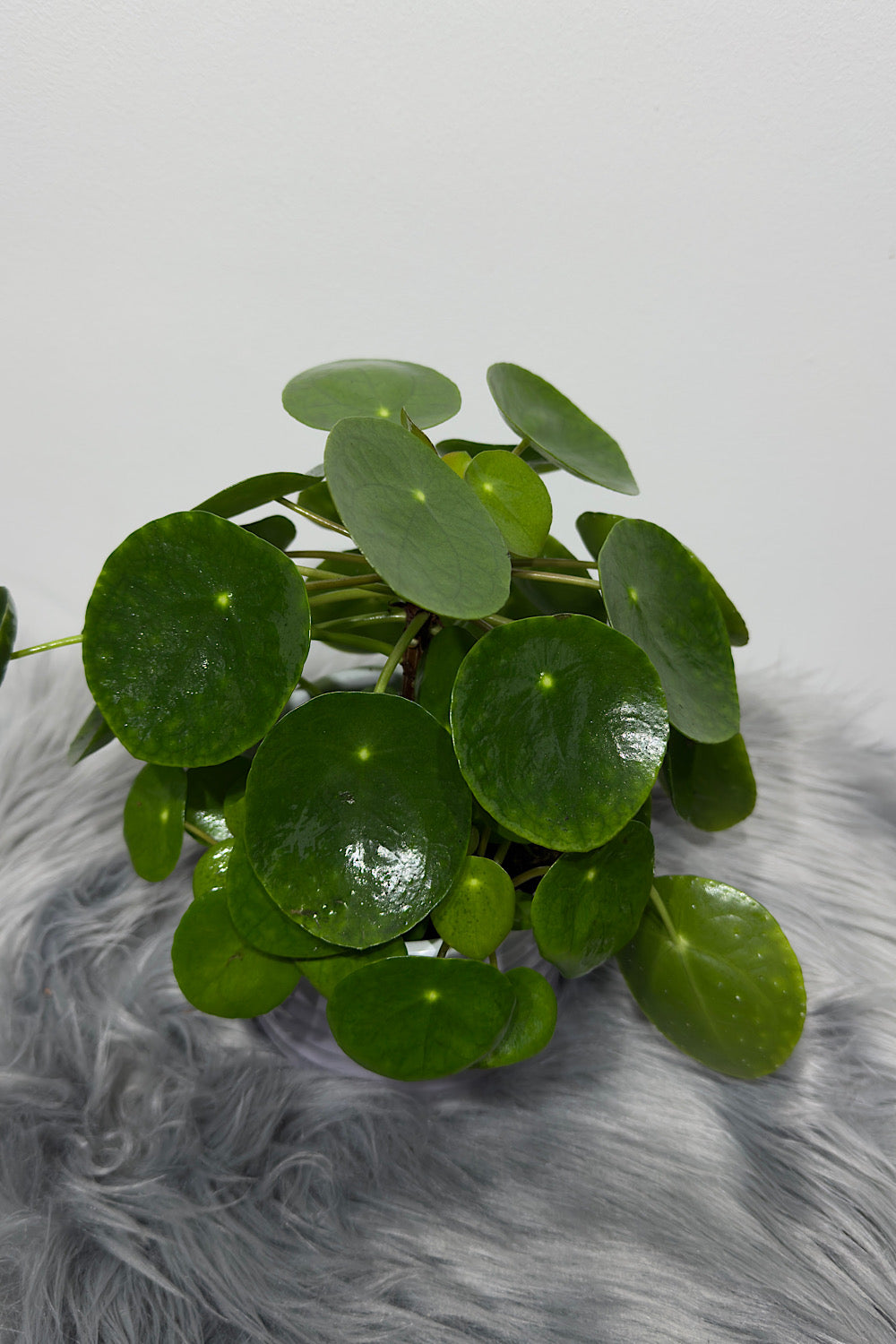 Pilea Peperomoides - www.augi-plants.lv