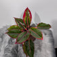 Aglaonema Siam Red Aurora