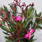 Oleander 2