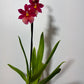 Orhideja Cambria 9 SMARŽO! - www.augi-plants.lv