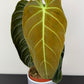 Philodendron melanochrysum
