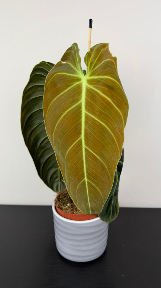 Philodendron melanochrysum