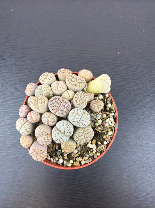 Lithops 1