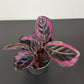 Calathea Roseopicta Dottie