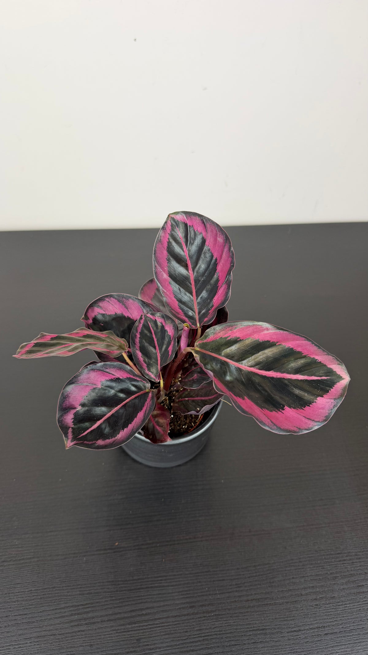 Calathea Roseopicta Dottie