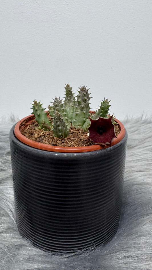Stapelia 2