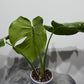 Monstera Thai Constellation 7 - www.augi-plants.lv