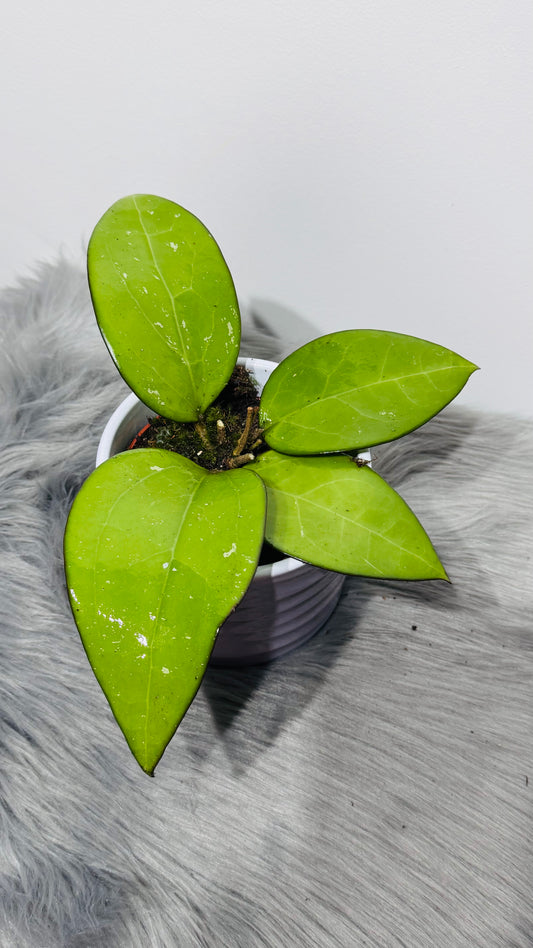 Hoya sp Malang