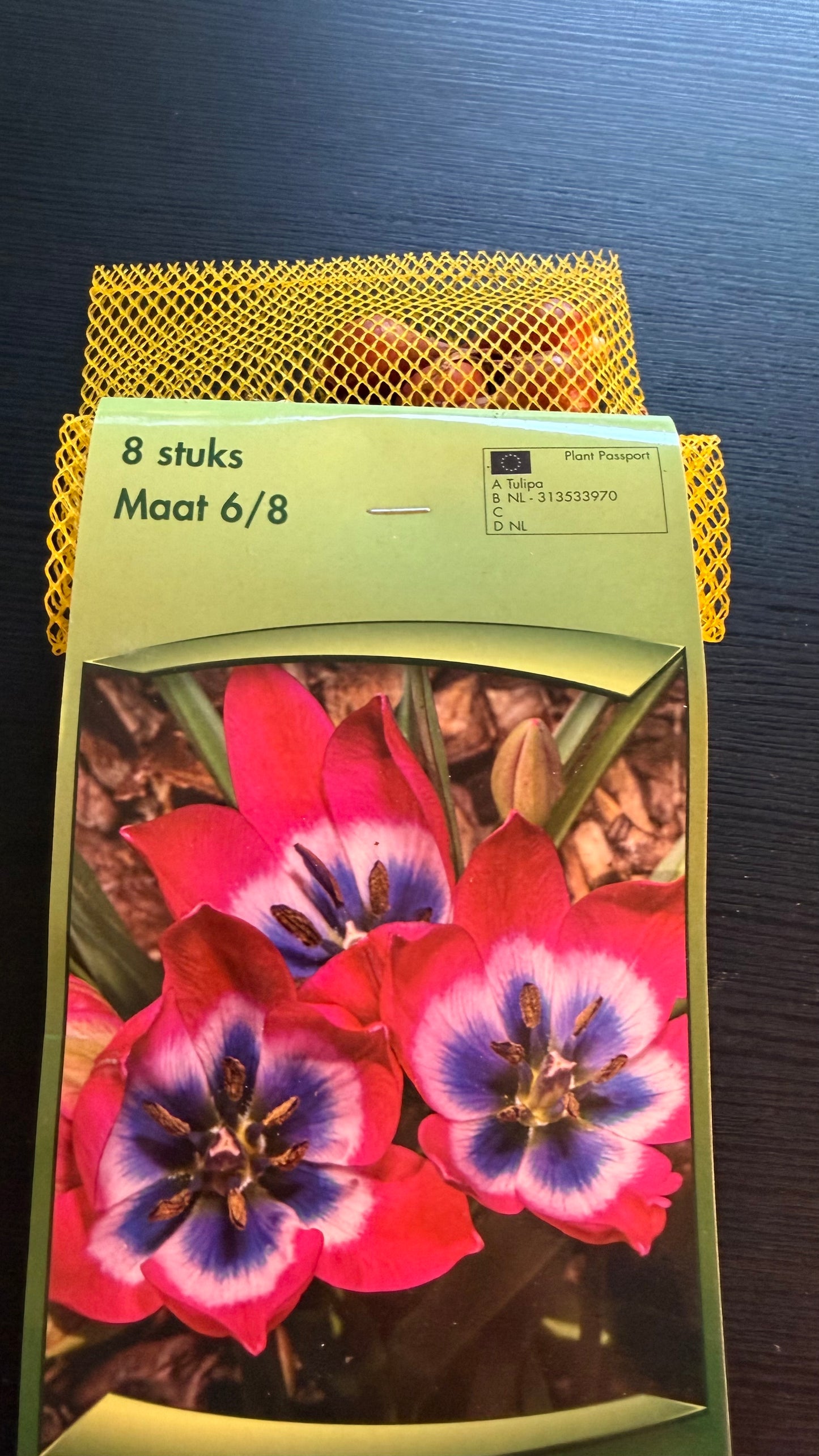 Tulpes 7