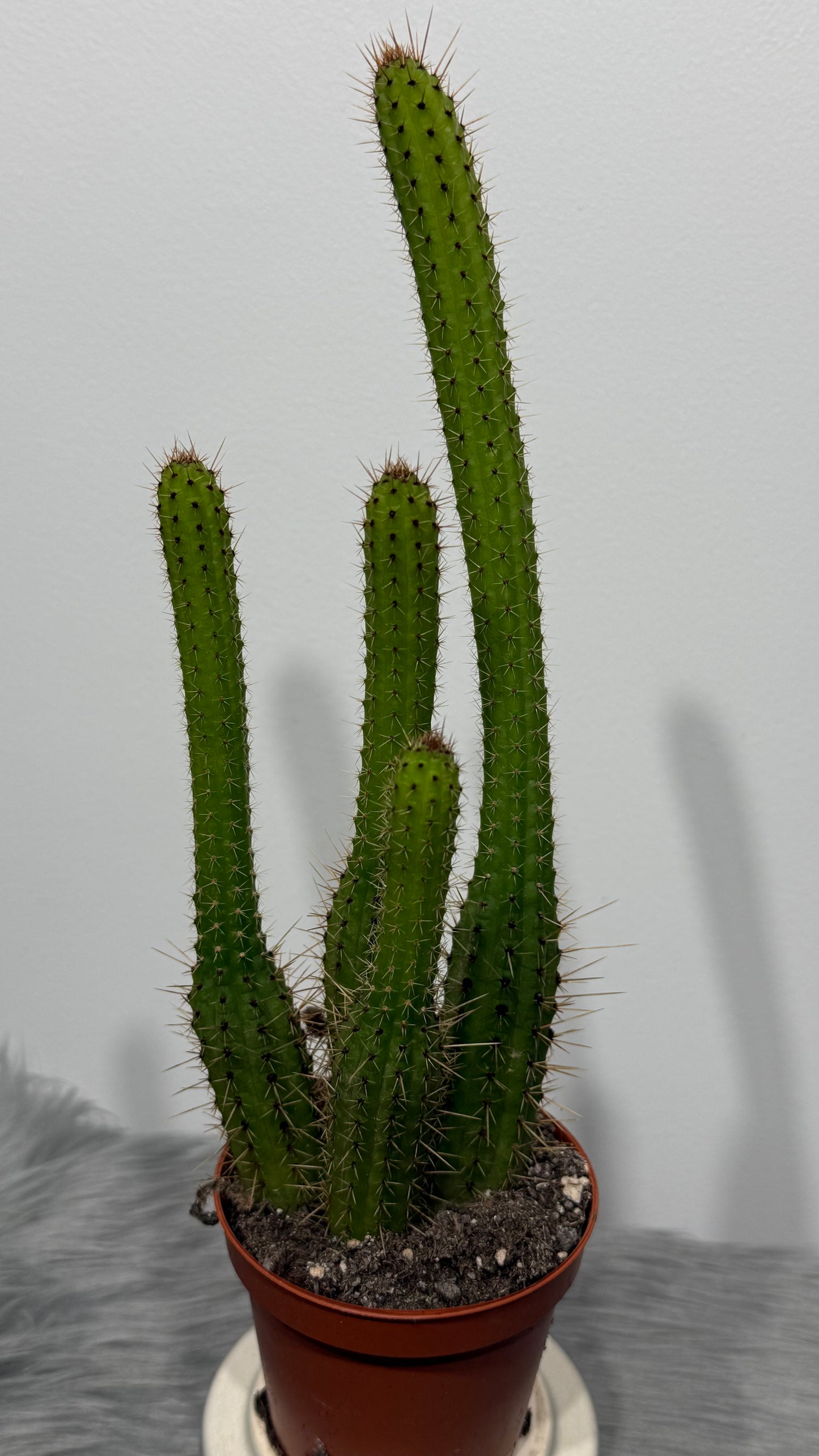 Cleistocactus Samaipatan
