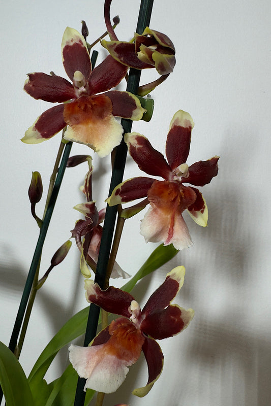 Orhideja Cambria 12 - www.augi-plants.lv