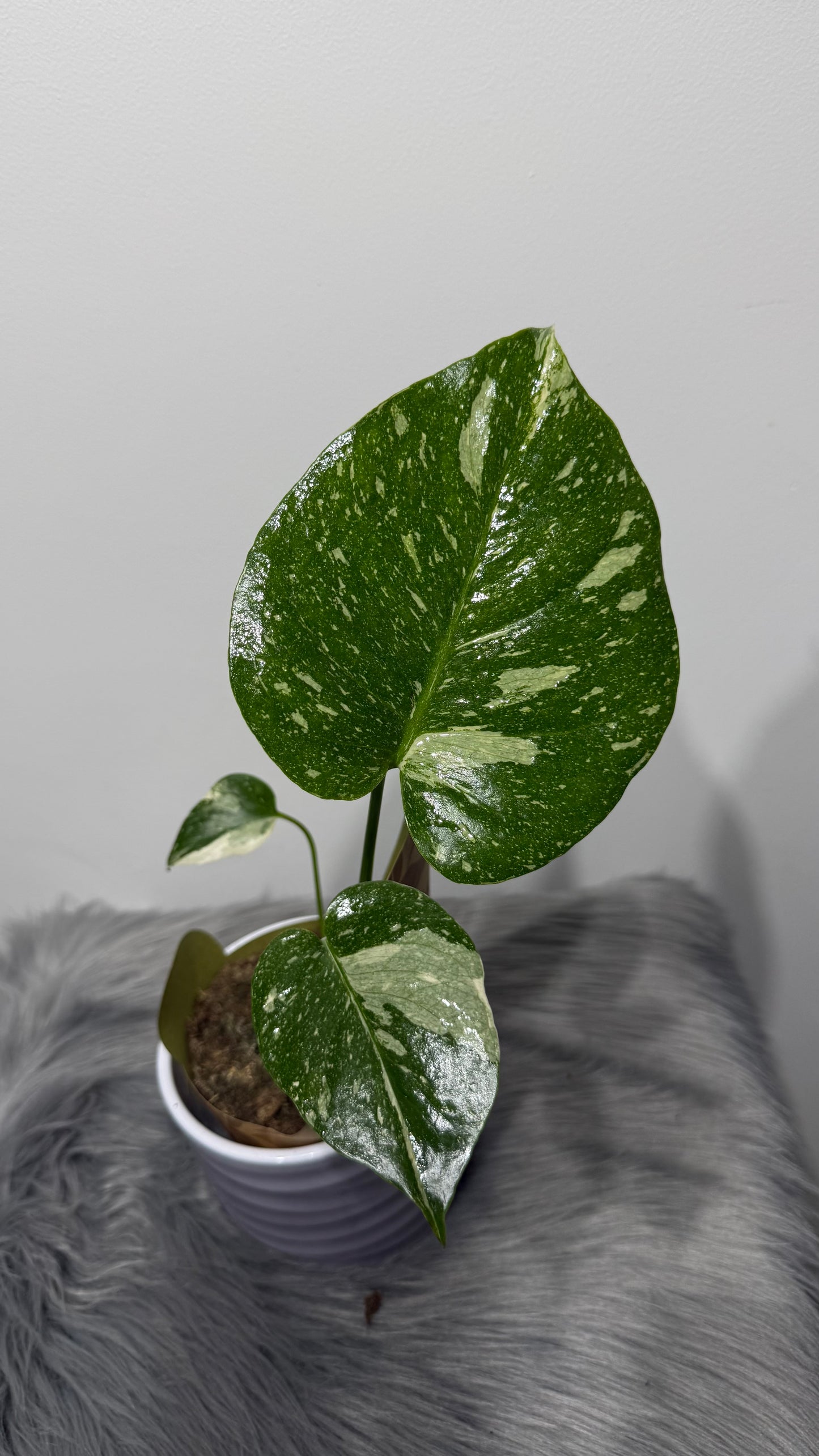 Monstera Thai Constellation