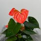 Anthurium Orange