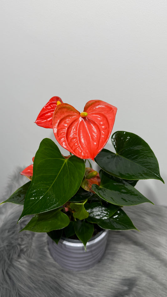 Anthurium Orange