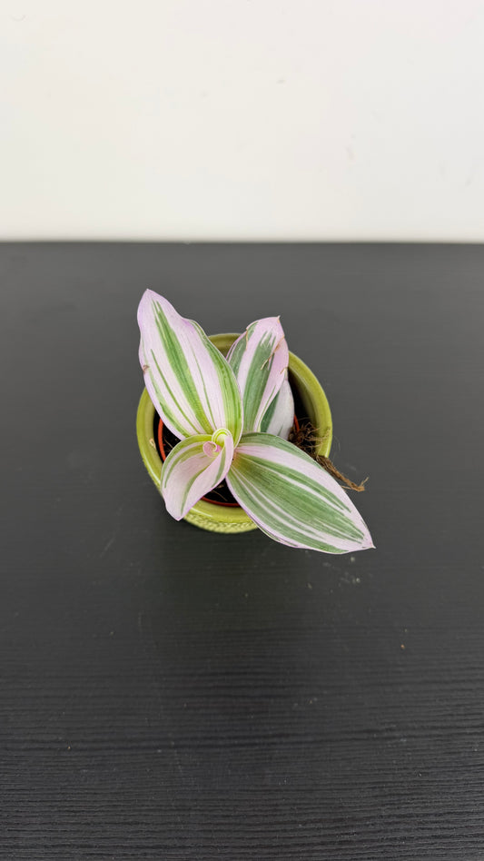 Tradescantia Nanouk