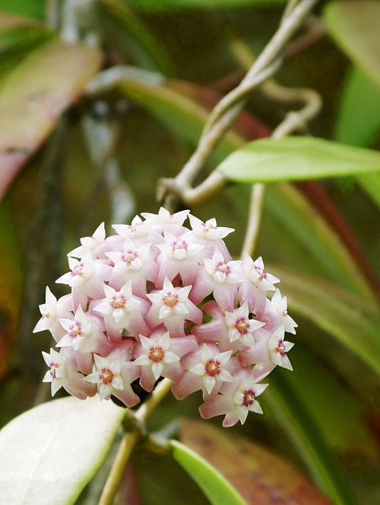 Hoya verticillata Wayang Splash