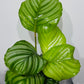 Calathea Orbifolia