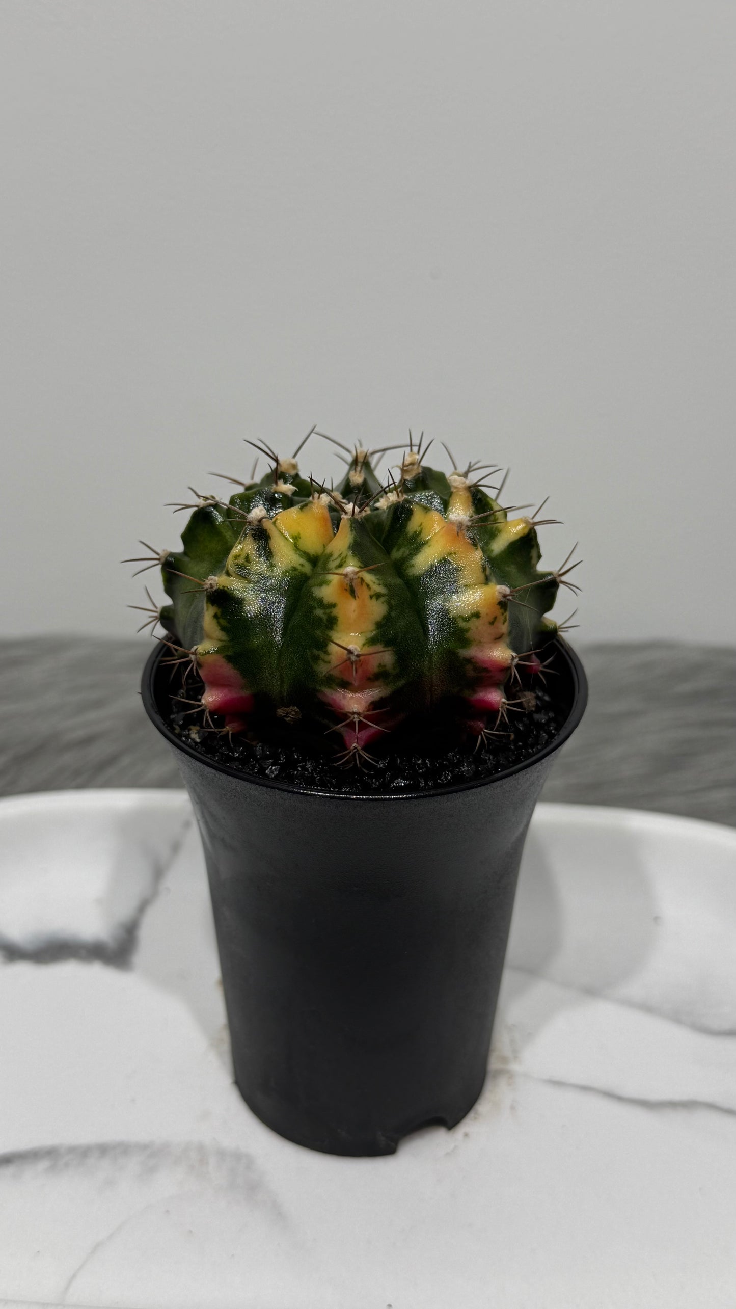 Gymnocalycium mihanovichii variegata