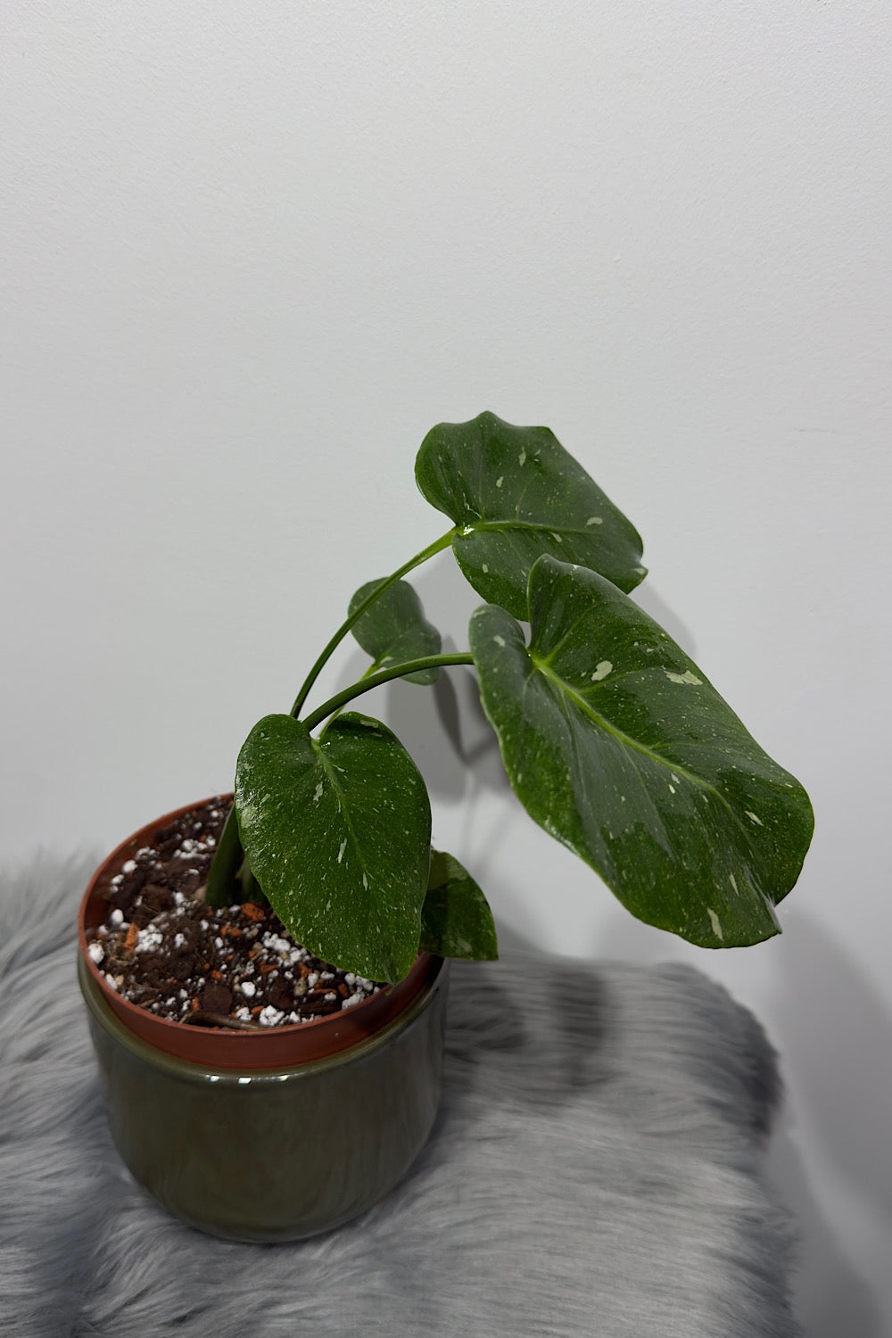 Monstera Thai Constellation 1 - www.augi-plants.lv