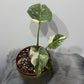 Monstera Thai Constellation 2 - www.augi-plants.lv