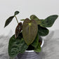 Anthurium papillilaminum