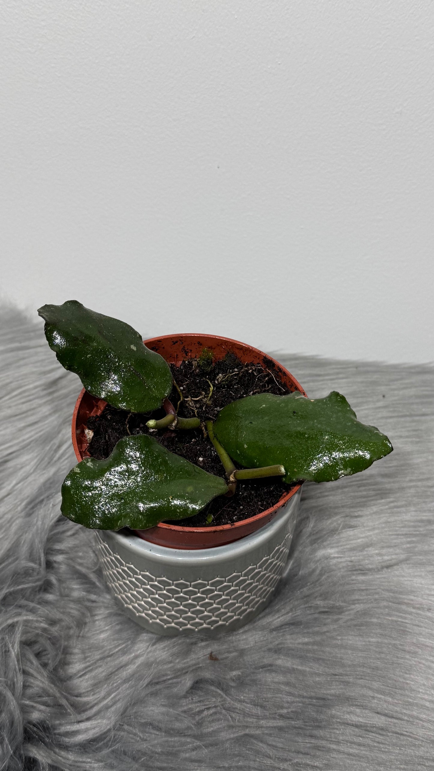 Hoya Waymaniae