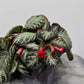 Episcia Silver Shield