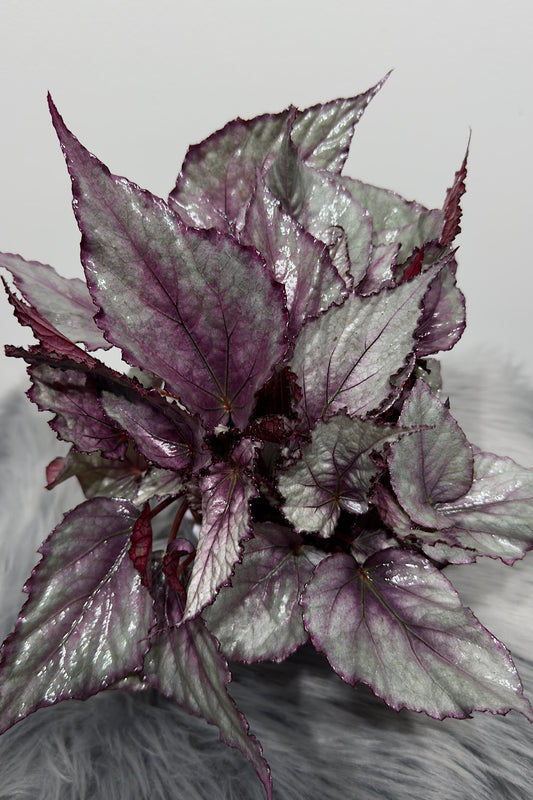 Begonia Beleaf 3 - www.augi-plants.lv