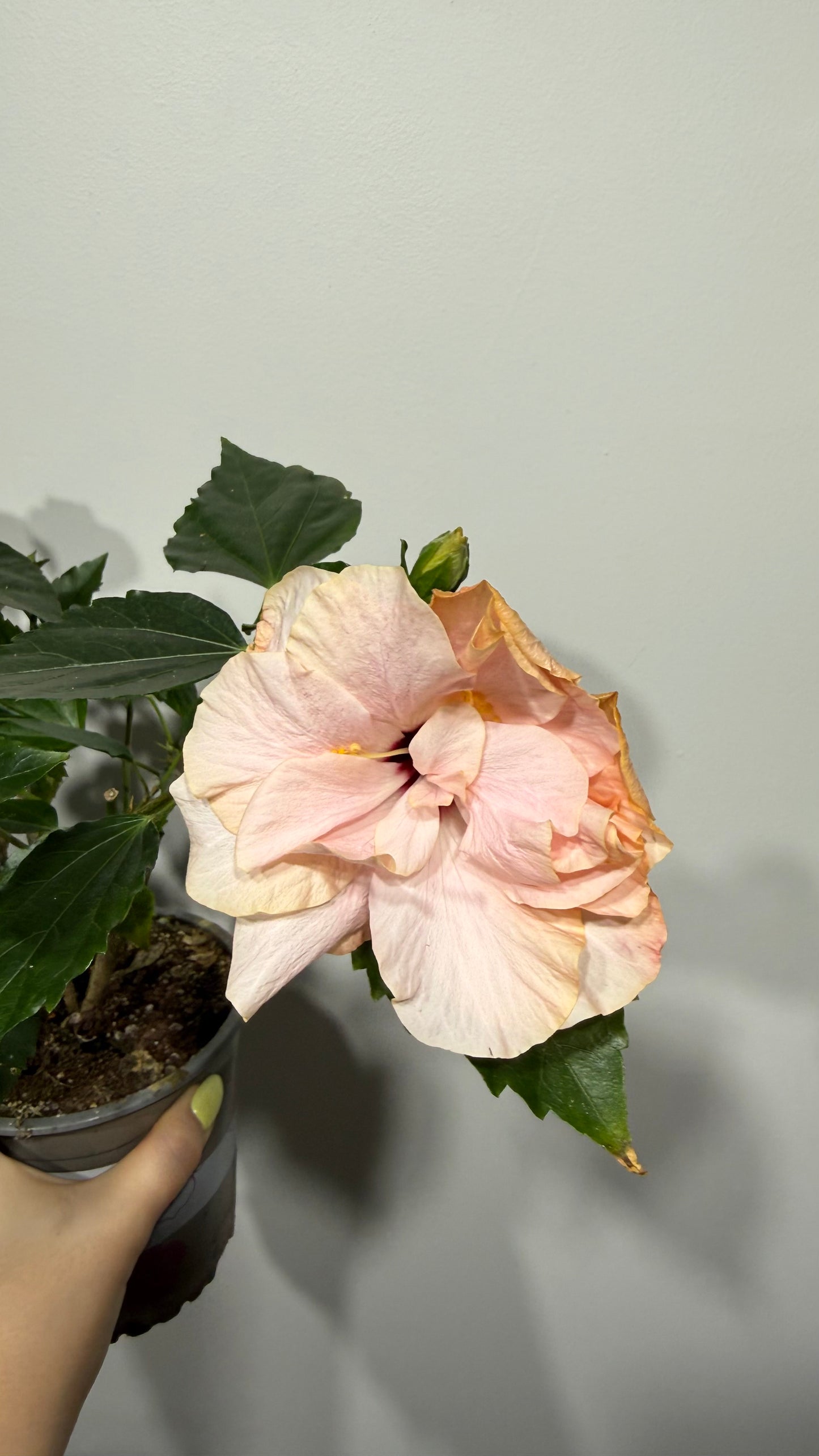 Hibiscus rose double