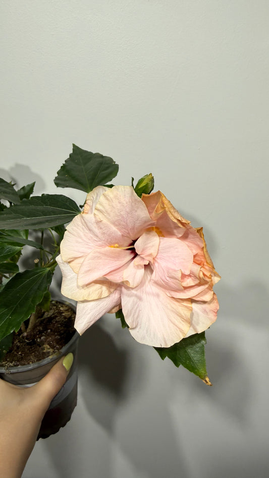 Hibiscus rose double