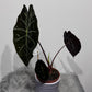 Alocasia 2